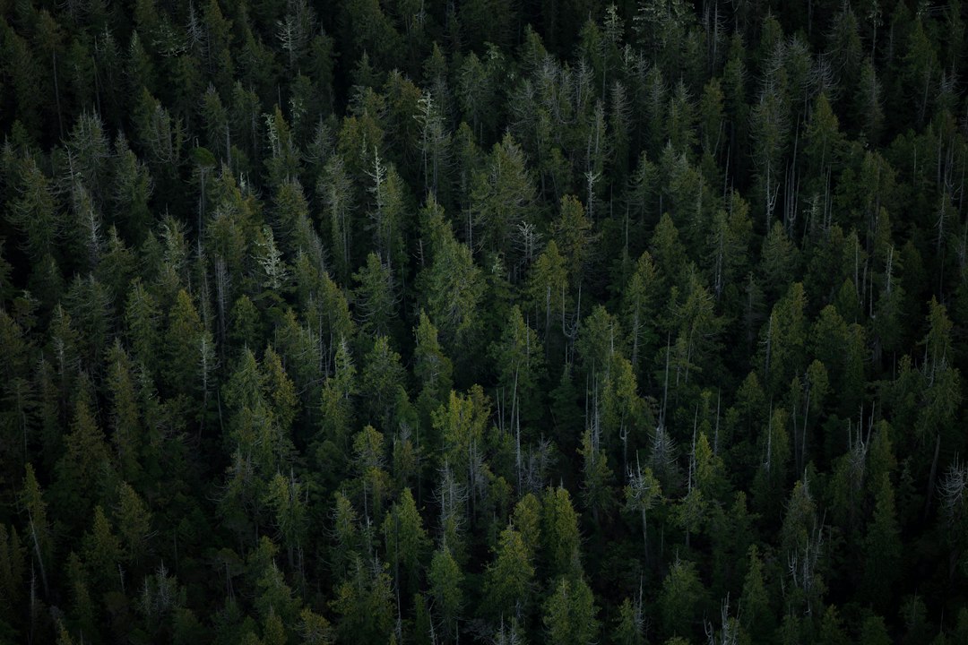 Blick aus dem Flugzeug auf dichten Wald mit Baumwipfeln